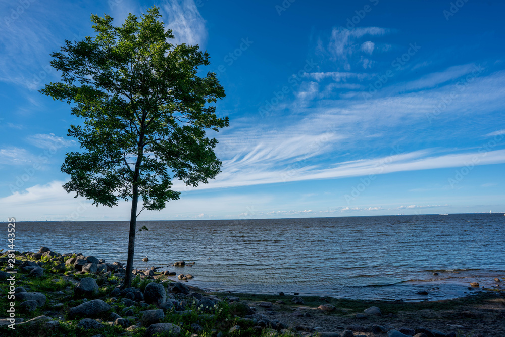 Pastoral seascape with rocky shore and lonely pine Pastoral seascape with rocky shore and lonely pine