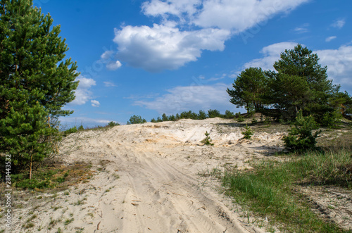 Summer landscape with white sandy white dune  rural road and pine trees