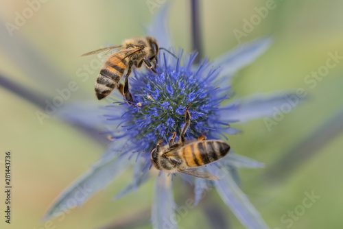 Blumen, Natur, Distel © Andreas Gruhl