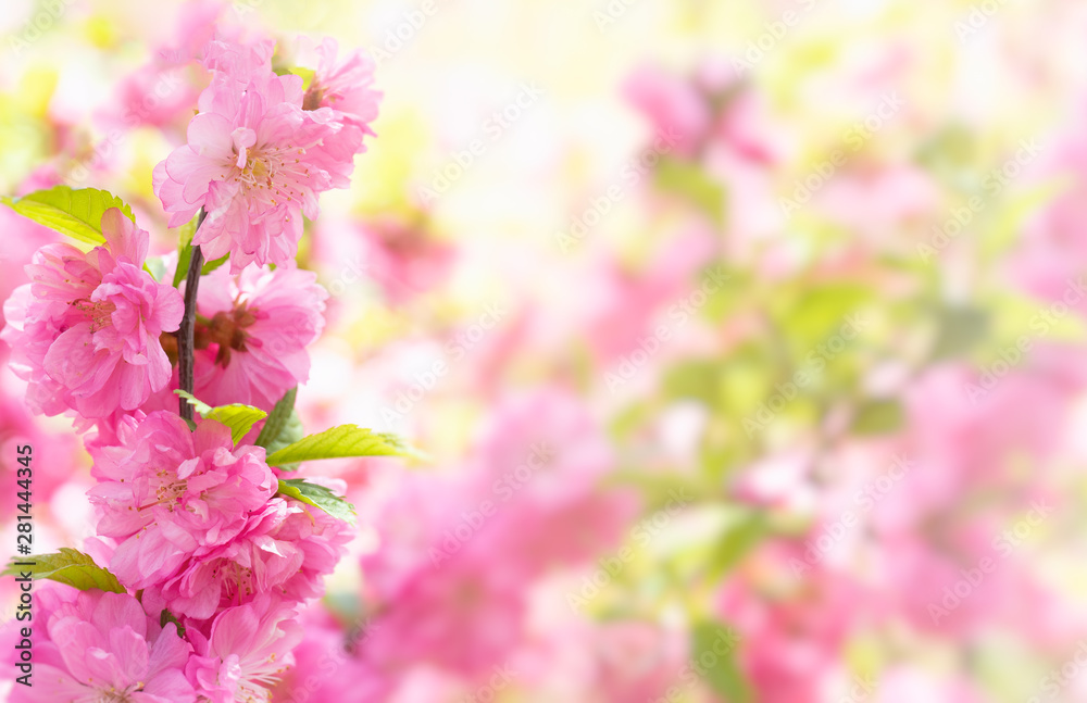 delicate pink floral background with Sakura flowers. delicate pink floral background with Sakura flowers.