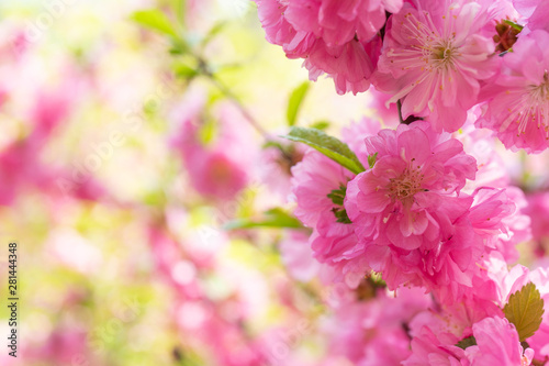 delicate pink floral background with Sakura flowers. © vvicca