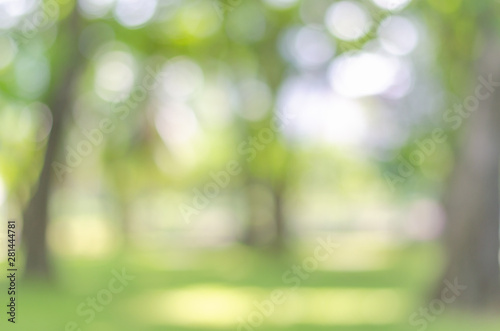 abstract bio green blur nature background trees lush foliage in the park at morning with sunlight.