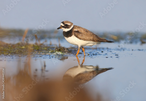 Elegant ringed plover (Charadrius hiaticula) in winter plumage is shot on the bank of the estuary in soft morning light © VOLODYMYR KUCHERENKO