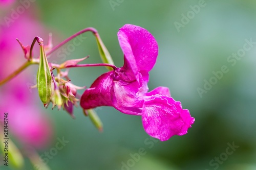 Lilium-pink flower on blurred background. Selective focus. Impatiens glandulifera flower, common names Policeman's Helmet, Heart, Gnome's Hatstand and Himalayan Balsam.