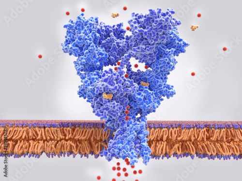 The AMPA glutamate receptor activated by glutamate photo