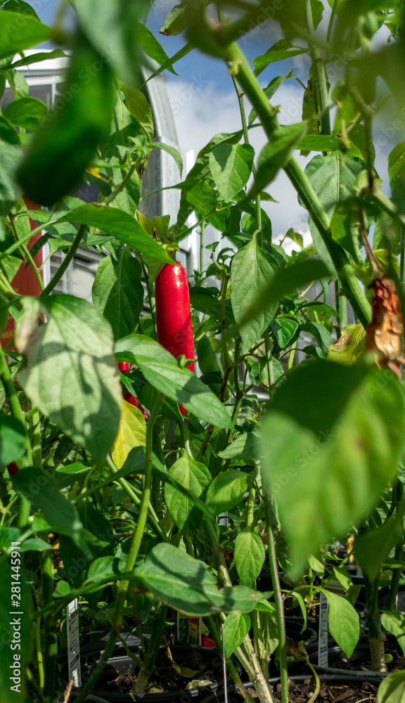 red chili peppers on bush