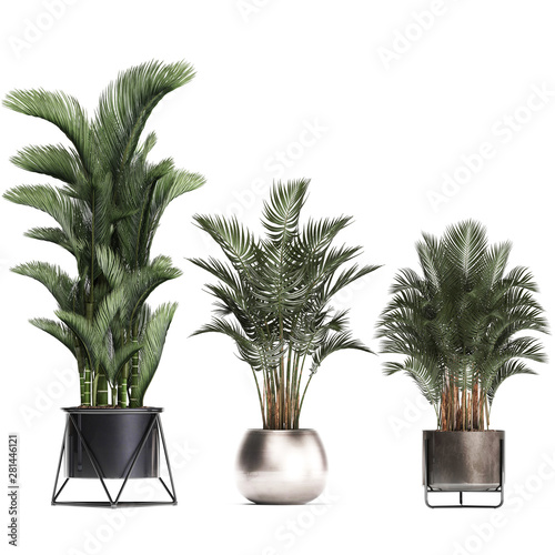 Palm in a pot on a white background