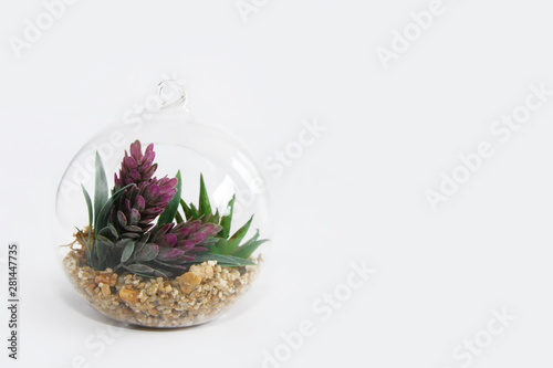 glass round florarium with green plants and stones for design on white background