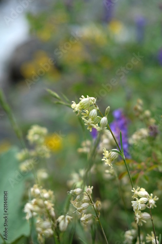 Small white flowers on a high stem, resembling bells, against other flowers. © Lidiya