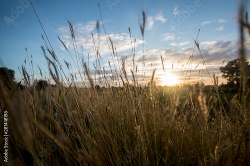 field grass and sunset background