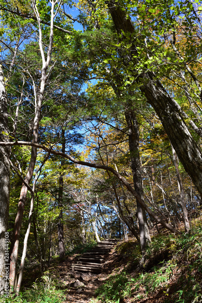 Fototapeta premium trekking in deep green forest 
