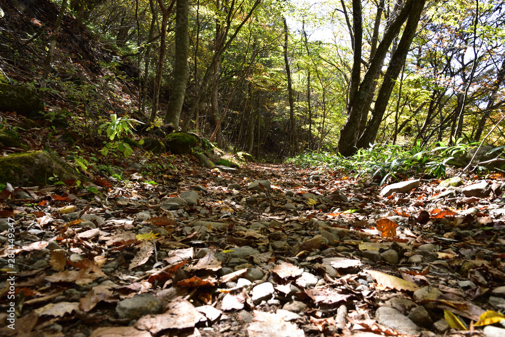 trekking in deep green forest trekking in deep green forest