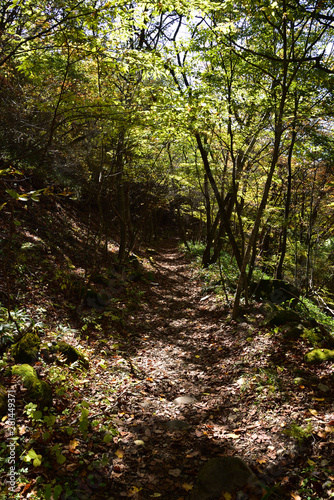 trekking in deep green forest 