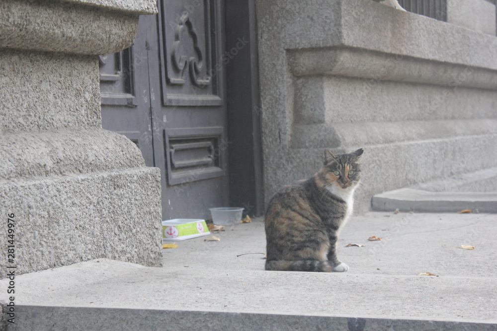 Obraz premium cat sitting near the door