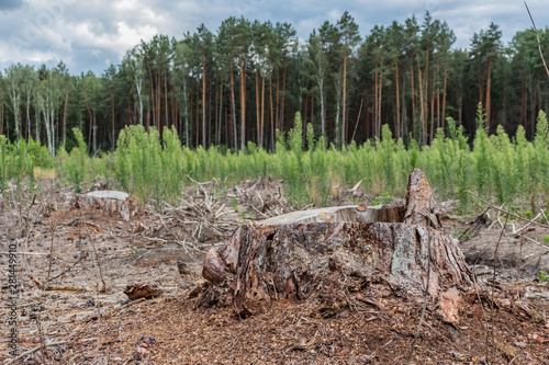 Deforestation. Freshly sawed tree in the forest.