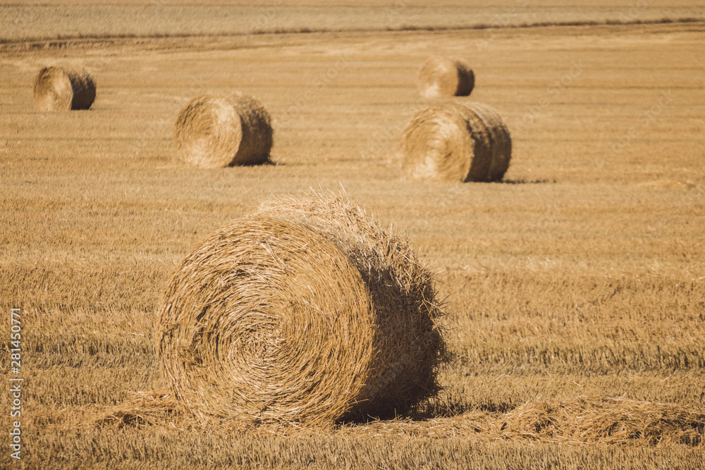 Big bales of hay in the field. Rolls of golden hay in summer meadow. Agriculture concept. Yellow haystacks in farmland. Dried wheat in countryside. Autumn harvest concept. Big bales of hay in the field. Rolls of golden hay in summer meadow. Agriculture concept. Yellow haystacks in farmland. Dried wheat in countryside. Autumn harvest concept.