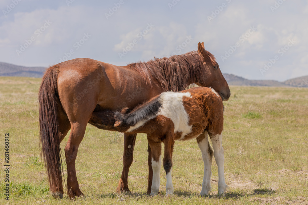 Wild Horse Mare and Foal in the Desert Wild Horse Mare and Foal in the Desert