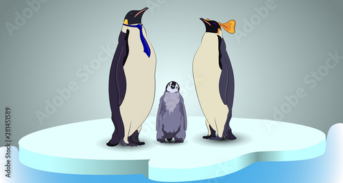 Family of Royal penguins on the ice.