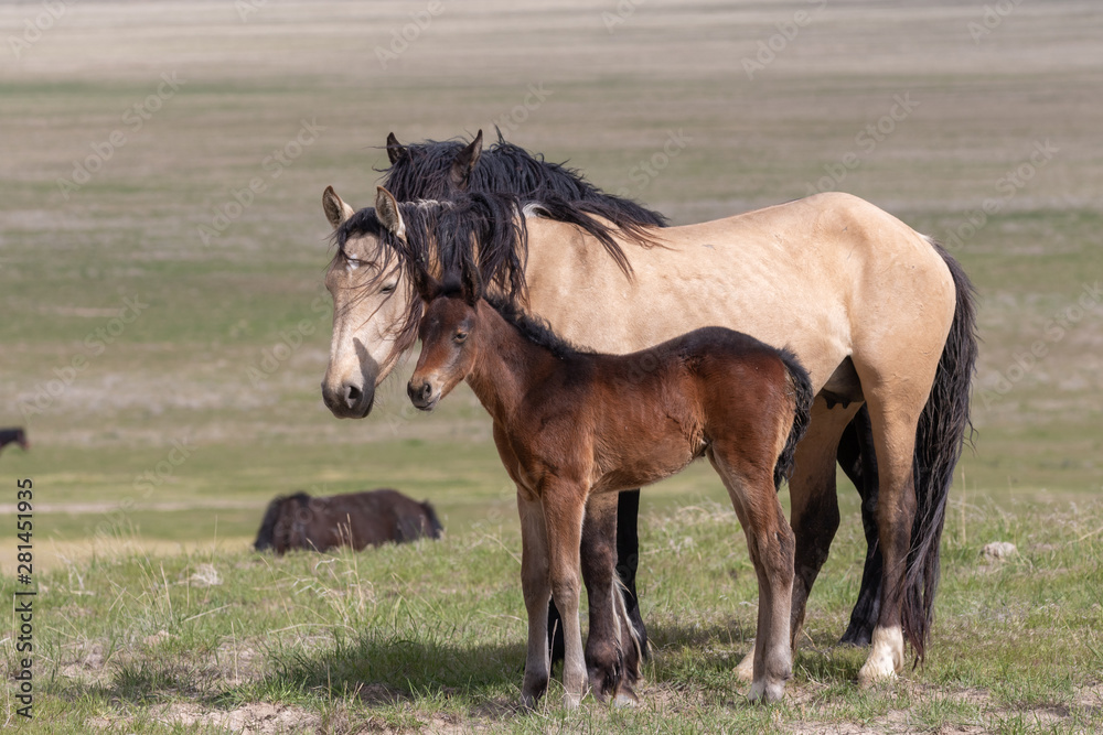 Fototapeta premium Wild Horse Mare and Foal in the Desert