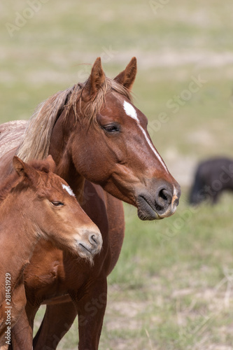 Wild Horse Mare and Foal in the Desert