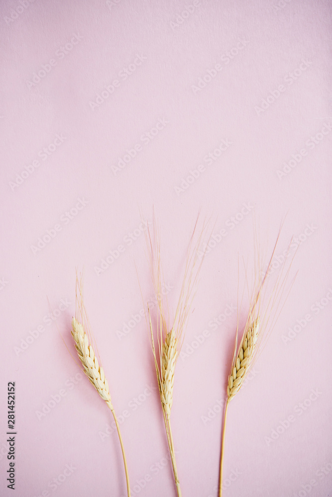 Spikelets of wheat on a pink background.