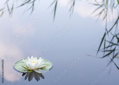 Beautiful aquatic plant, white water lily (Nymphaea alba) with reeds and clouds reflected in the lake.