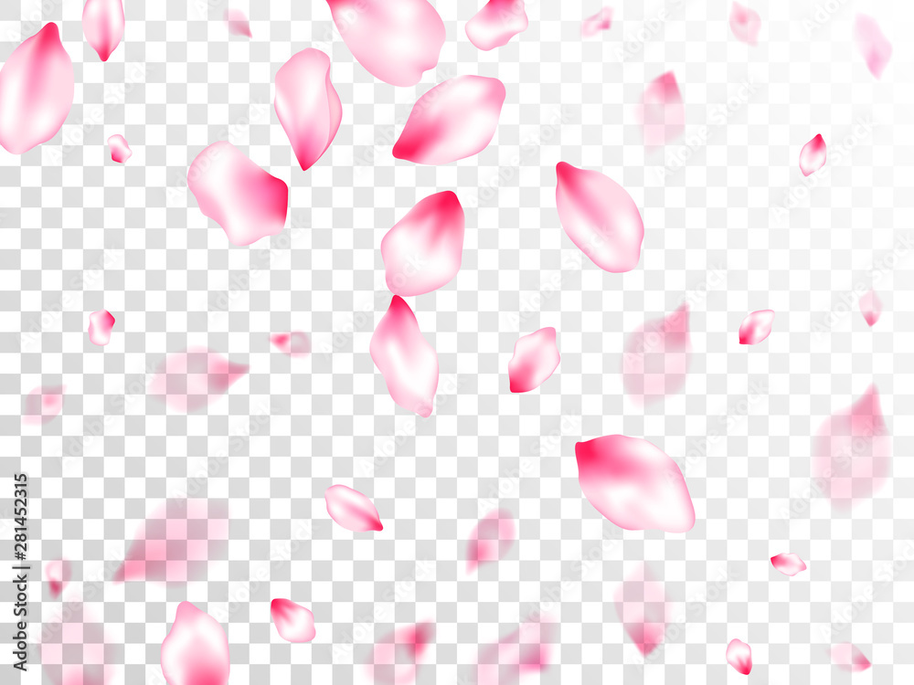 Spring blossom isolated petals flying Spring blossom isolated petals flying