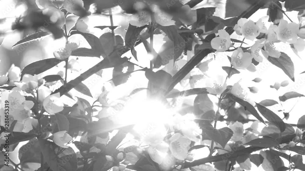 Beautiful spring sunny nature. Closeup view of blooming branches of jasmine tree isolated on blue sky background. Black and white real time 4k video footage.