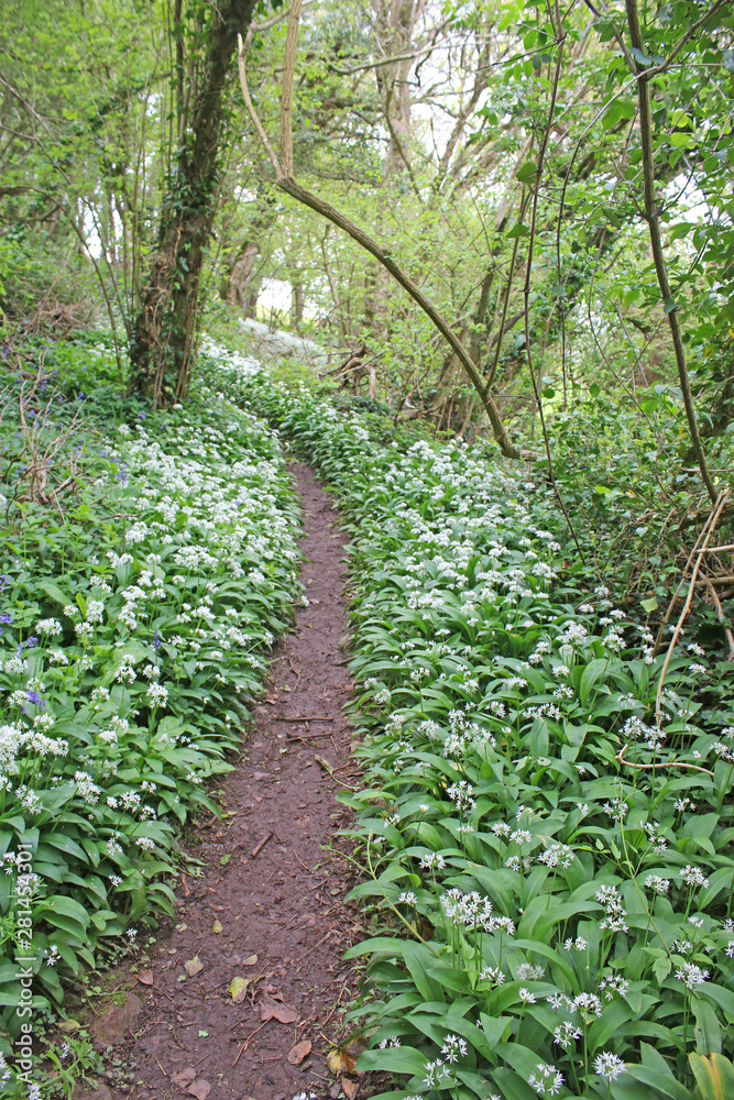 path through a wood in spring path through a wood in spring
