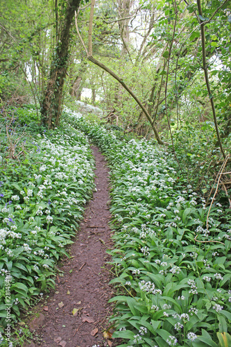 path through a wood in spring