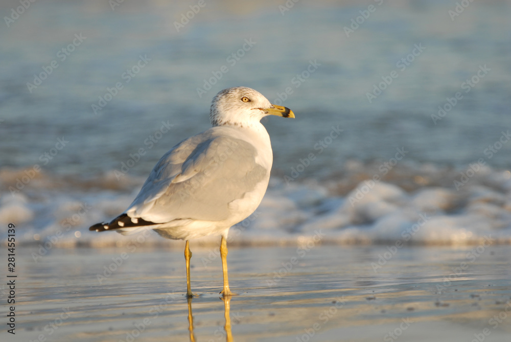 Fototapeta premium Ring-billed