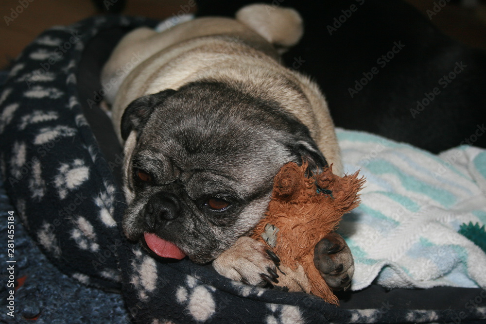 Paws pug best sale toy