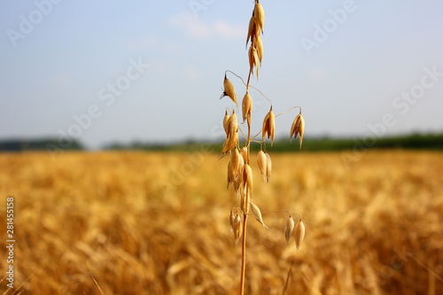 spikelet oats on a wheat field