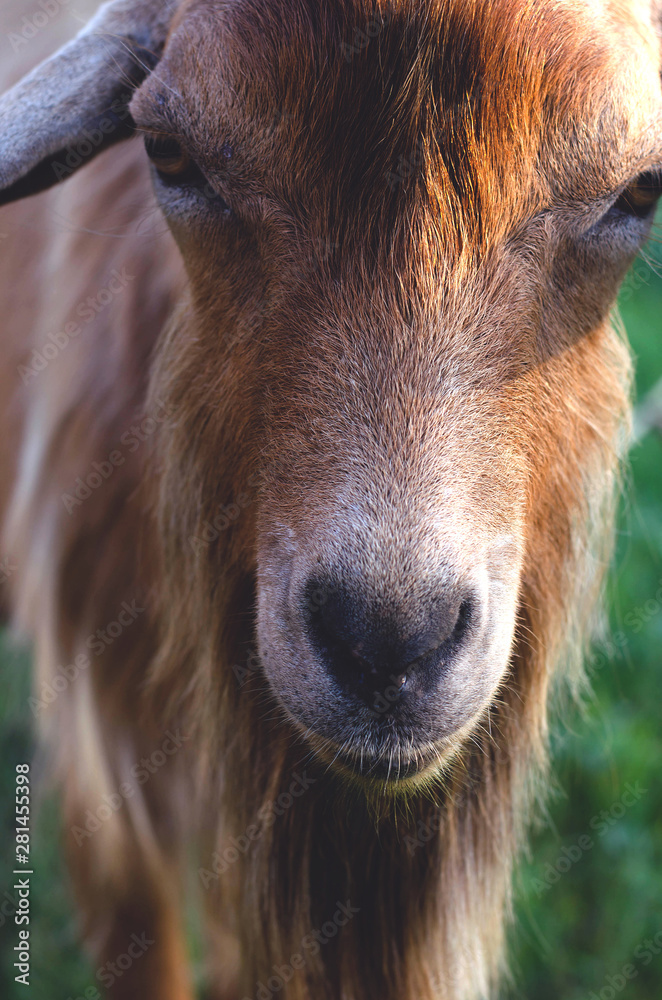 Fototapeta premium Beautiful adult goat on the evening pasture.