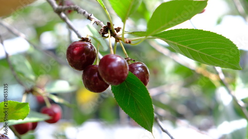 ripe cherry fruits on the branches