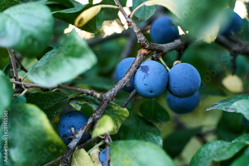 Blue plums on tree. Healthy summer food. Farmer. Harvest rural