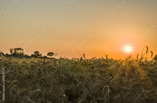 Field with grain at sunset