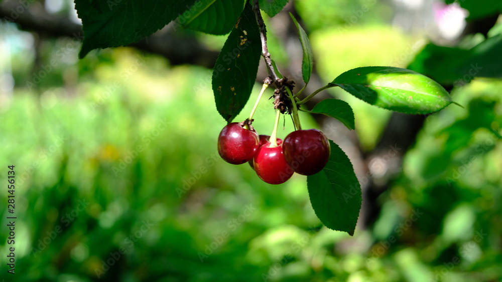 ripe cherry fruits on the branches