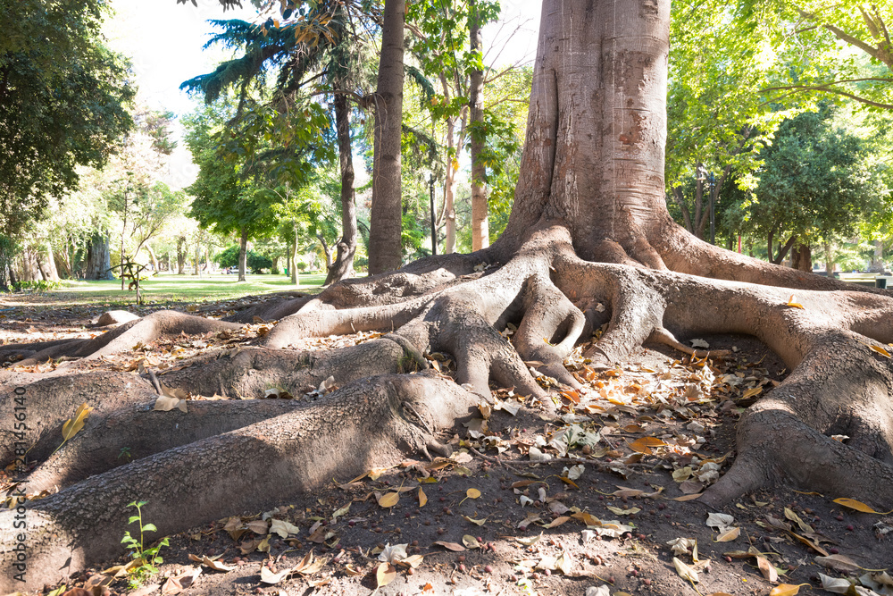 Tree roots in Tibet garden at O’Higgins public park, downtown Santiago, Chile