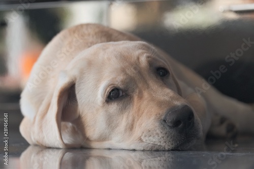 Labrador puppy fawn color indoors. Labrador puppy lies on a gray granite tile on the background of the fireplace. Young four-month 