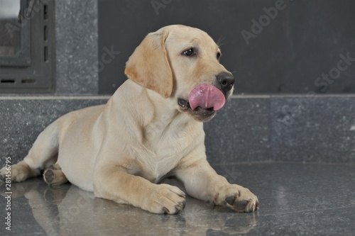 Labrador puppy fawn color indoors. Labrador puppy lies on a gray granite tile on the background of the fireplace. Young four-month 