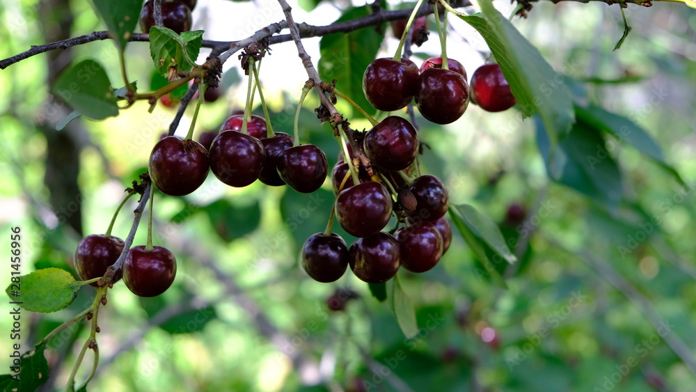 ripe cherry fruits on the branches ripe cherry fruits on the branches