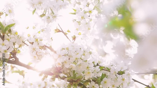 Beautiful spring sunny landscape. Closeup view of blooming branches of fruit tree growing outdoor in garden. Real time full hd video footage.