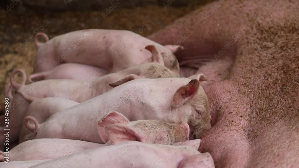A big group of piglets are feeding milk from their mother inside a dirty pig pen on a farm in Bali, Indonesia. A big group of piglets are feeding milk from their mother inside a dirty pig pen on a farm in Bali, Indonesia.