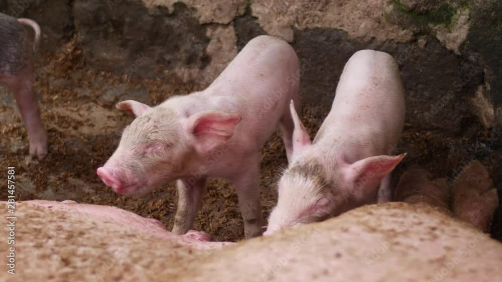 Young piglets are feeding milk from their mother, laying down in a dirty pig pen. On a farm in rural Bali, Indonesia. Young piglets are feeding milk from their mother, laying down in a dirty pig pen. On a farm in rural Bali, Indonesia.