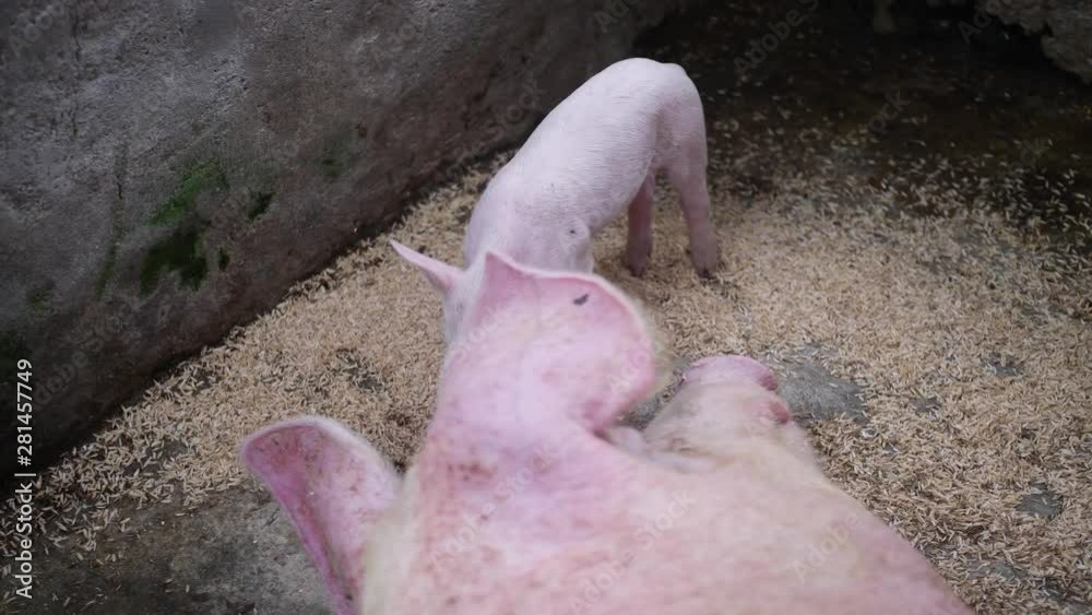 A little piglet is going back and forth in front of its mother's face and head, while she is lying down feeding the rest of the piglets. Bali, Indonesia. A little piglet is going back and forth in front of its mother's face and head, while she is lying down feeding the rest of the piglets. Bali, Indonesia.