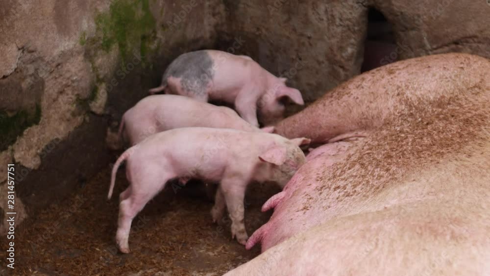 Young piglets are feeding milk from their mother, laying down in a dirty pig pen. On a farm in rural Bali, Indonesia. Young piglets are feeding milk from their mother, laying down in a dirty pig pen. On a farm in rural Bali, Indonesia.