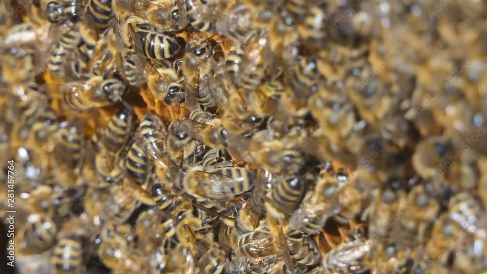 Natural Honey, Bee produce wax and create honey Natural Honey, Bee produce wax and create honey