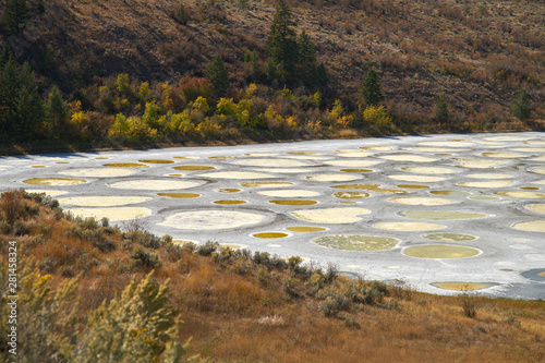 Fototapeta Naklejka Na Ścianę i Meble -  Spotted Lake Osoyoos BC Canada. The Spotted Lake near Osoyoos Canada is a saline alkali lake that creates the circles when it dries out in the summer.