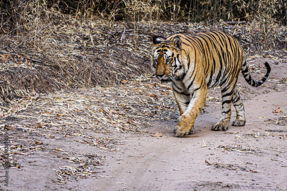 Fototapeta premium Bengal tiger on patrol